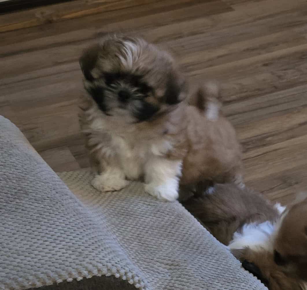 Shih tzu puppies available image 3