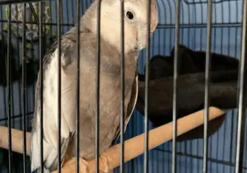 Cockatiel forsale