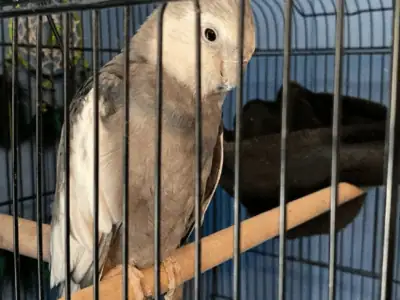 Cockatiel forsale