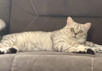 British shorthair cat stud