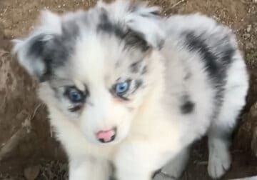 Mini Australian Shepherd Puppies