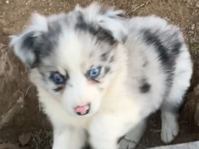 Mini Australian Shepherd Puppies