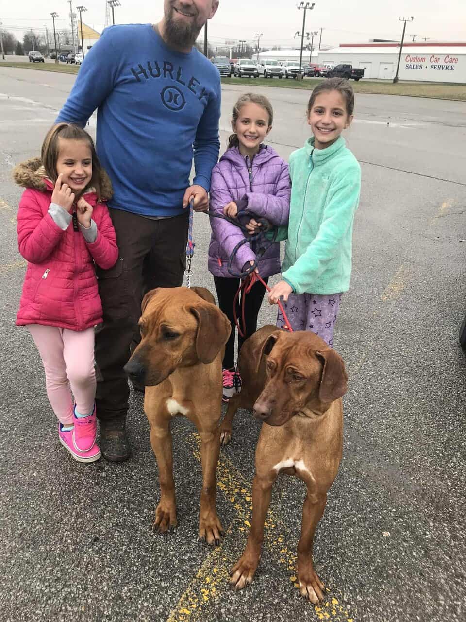 AKC Rhodesian Ridgeback Puppies Available image 4