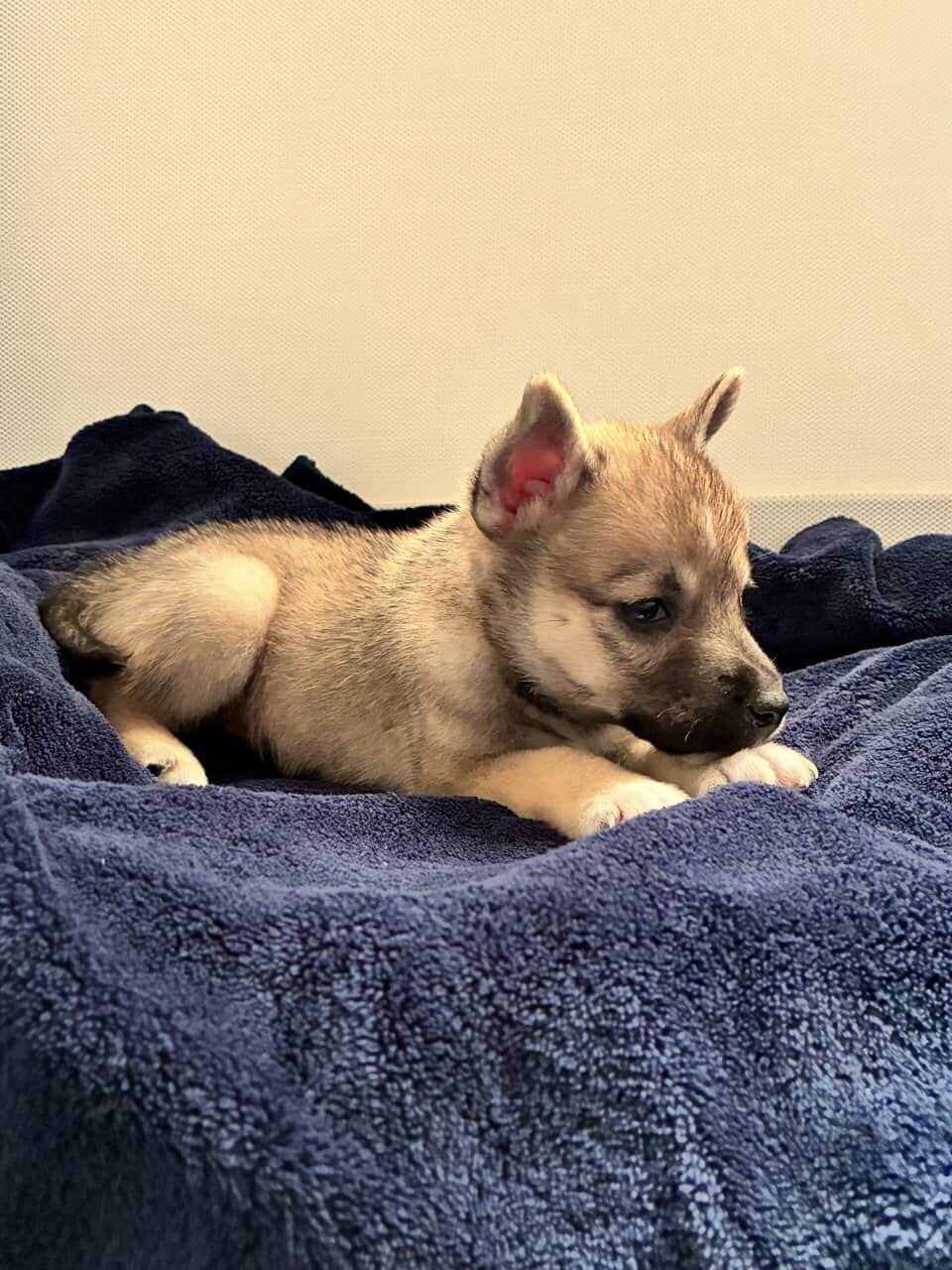 Rehoming Husky Mix image 3