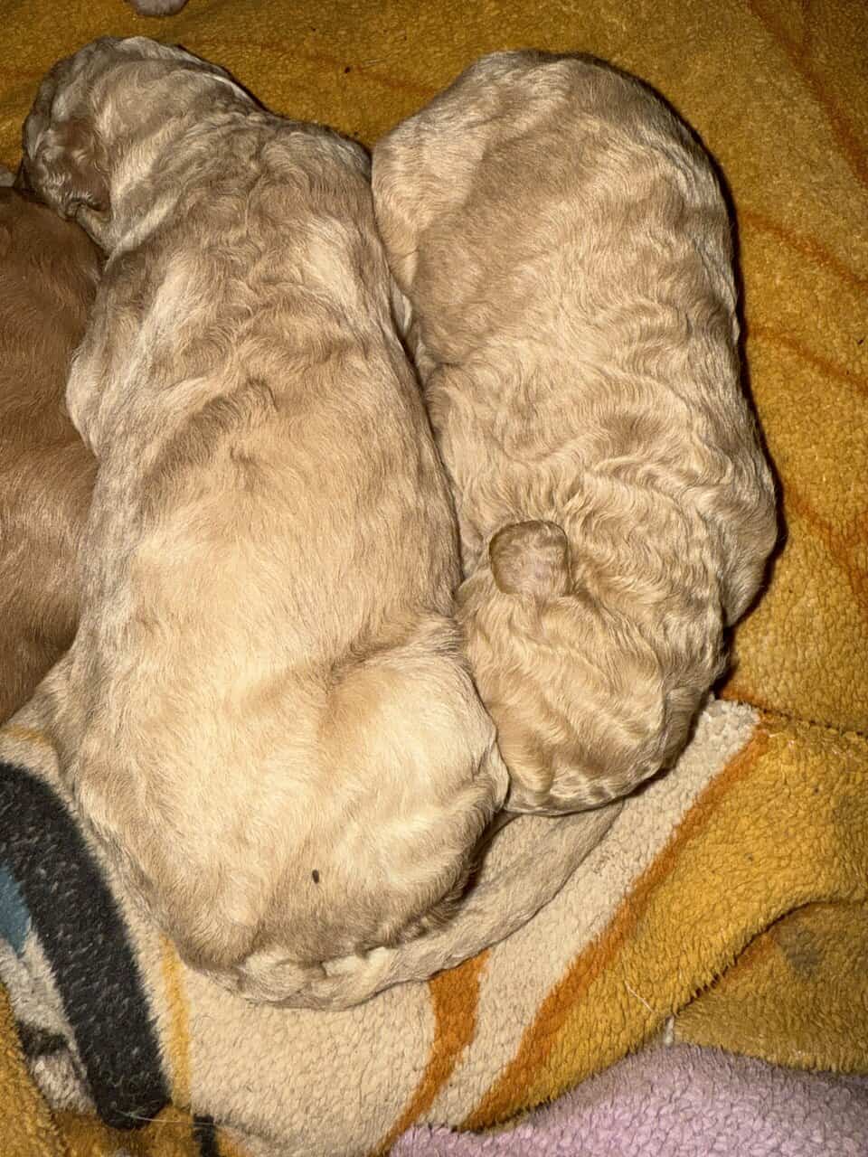 Goldendoodle puppies image 2