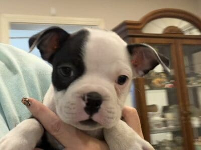 Prince, handsome male Boston terrier