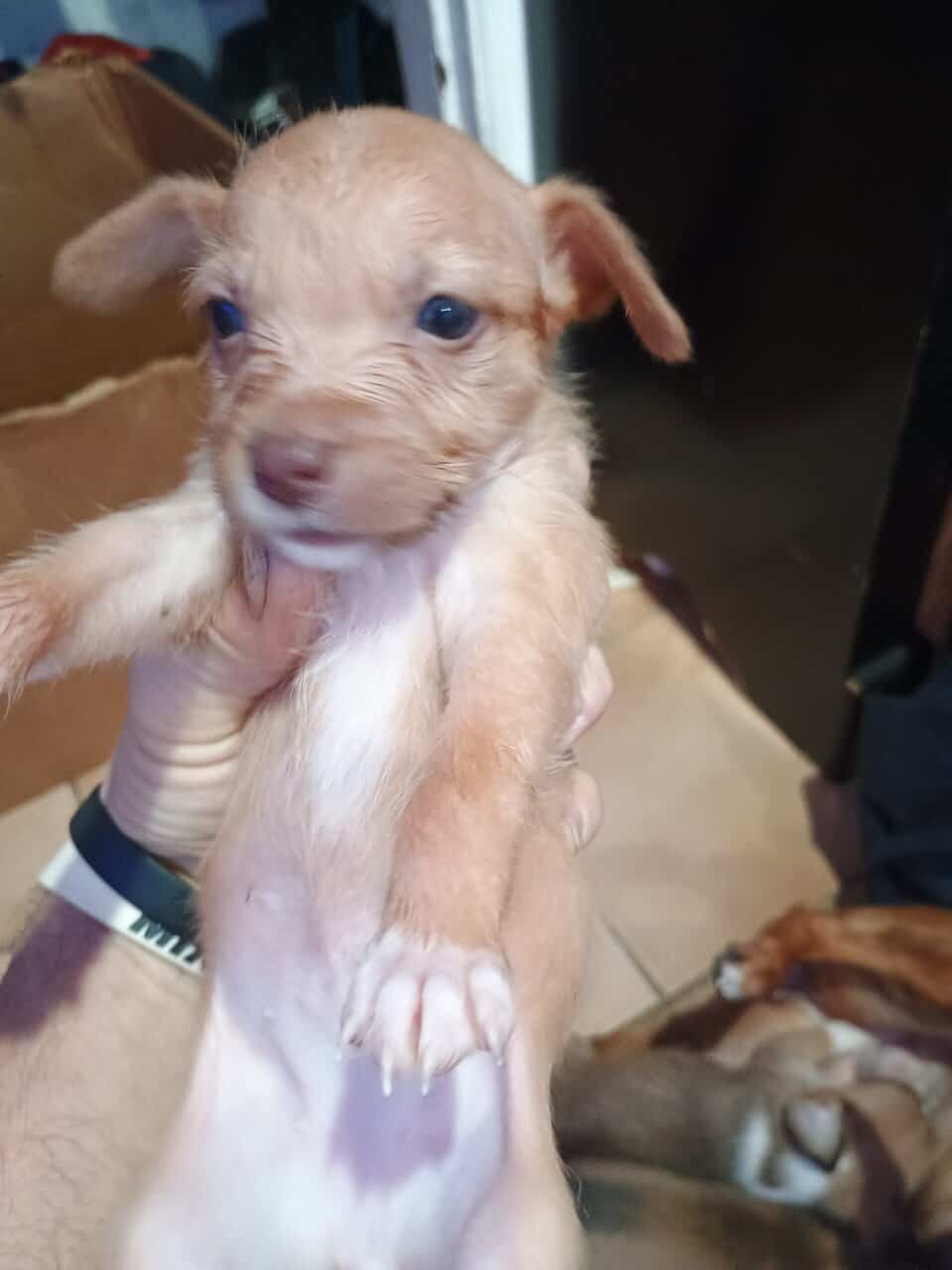 Jackapoo puppies image 3