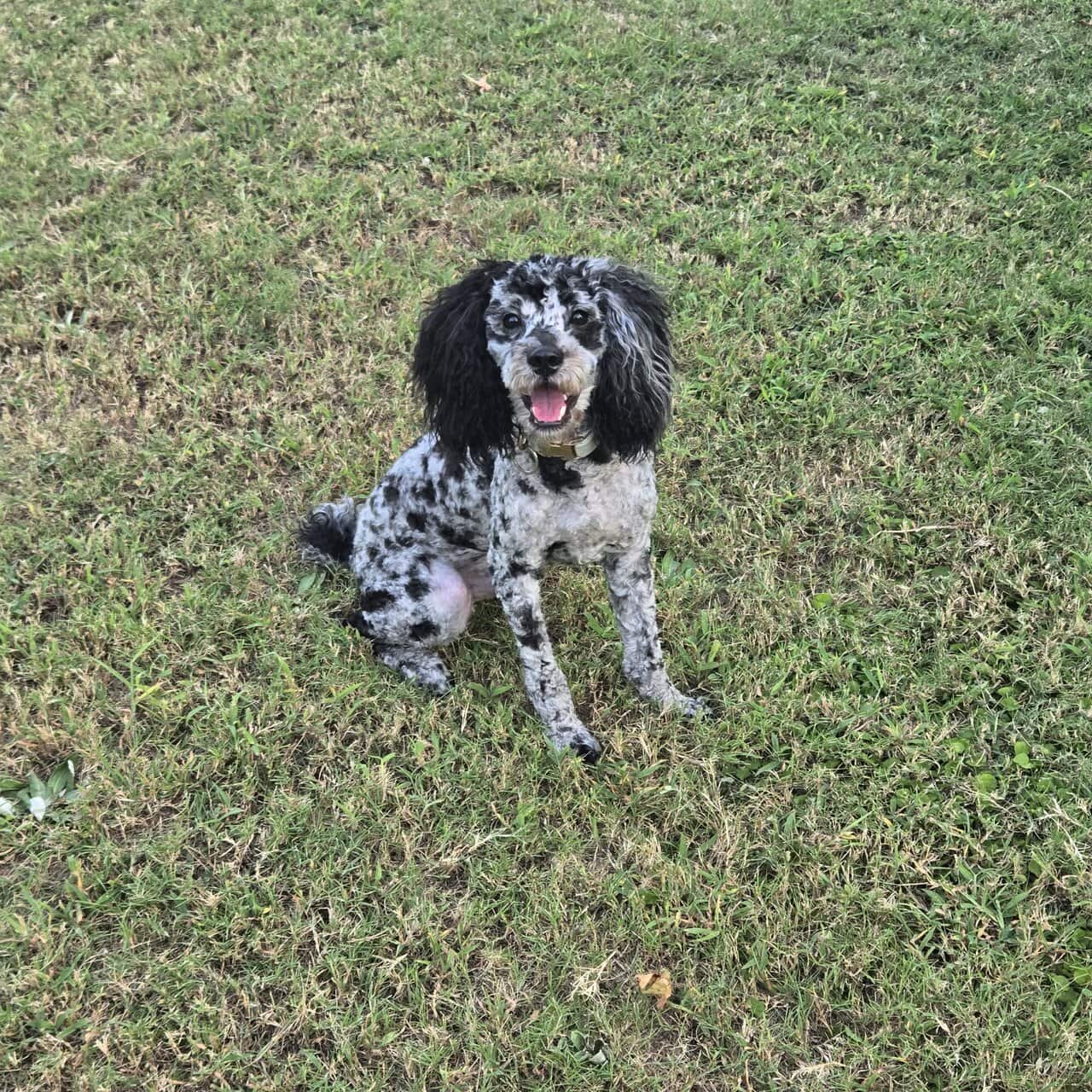 Miniature Poodle image 3