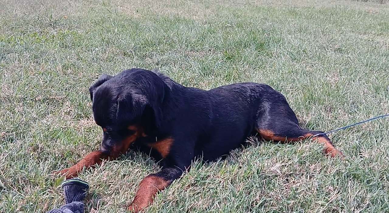 Male German Rottweiller image 6