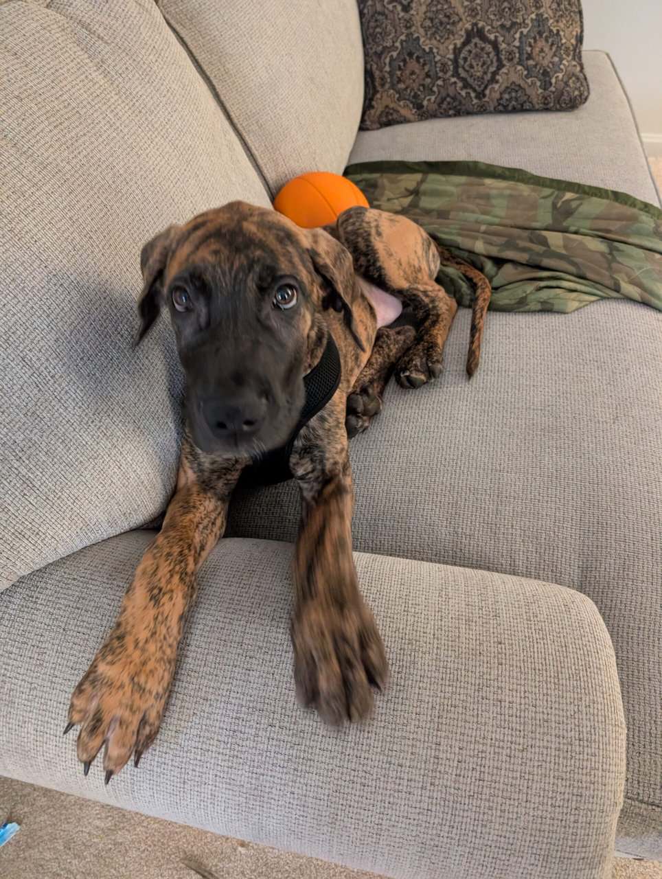 Great Dane 9mnths image 3