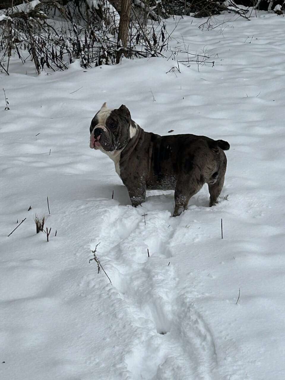 American Bullys image 15