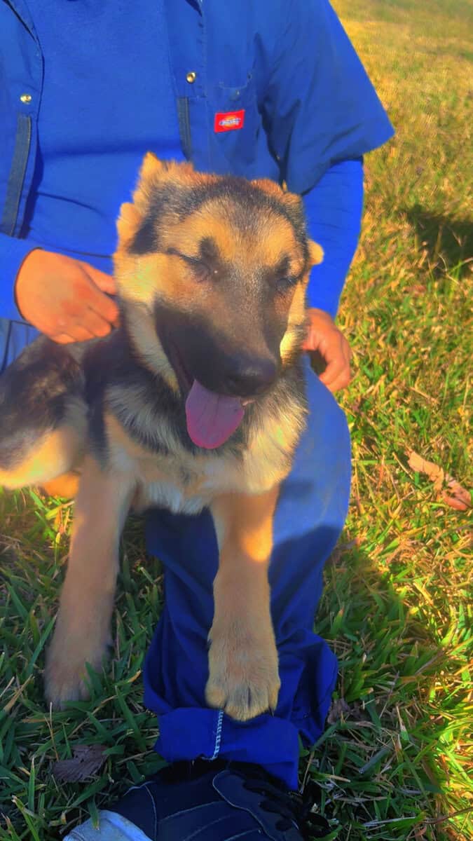 German Shepherd Puppies 4 sale SOON image 10