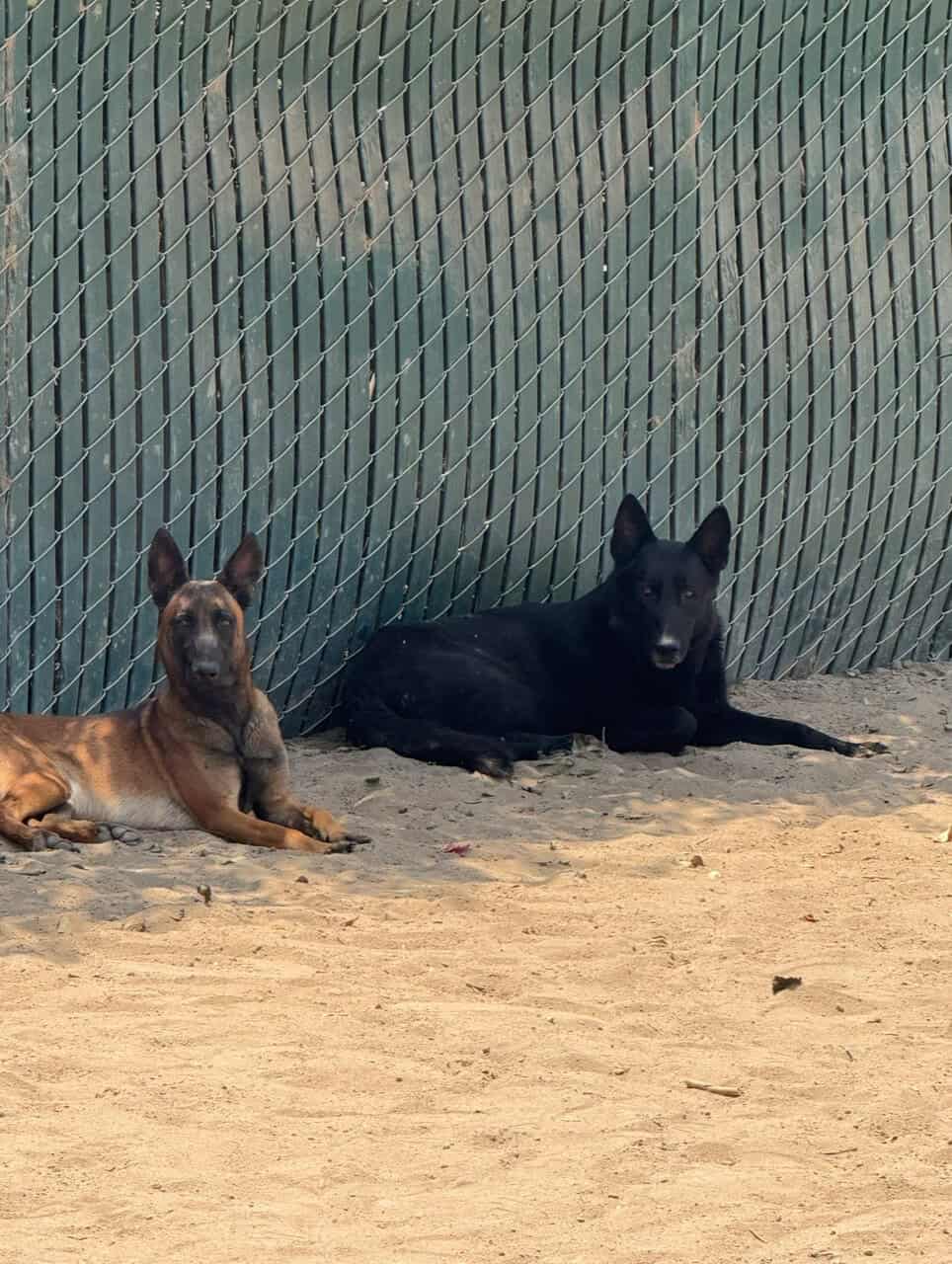 German shepherd Belgian malinois puppies for sale image 16