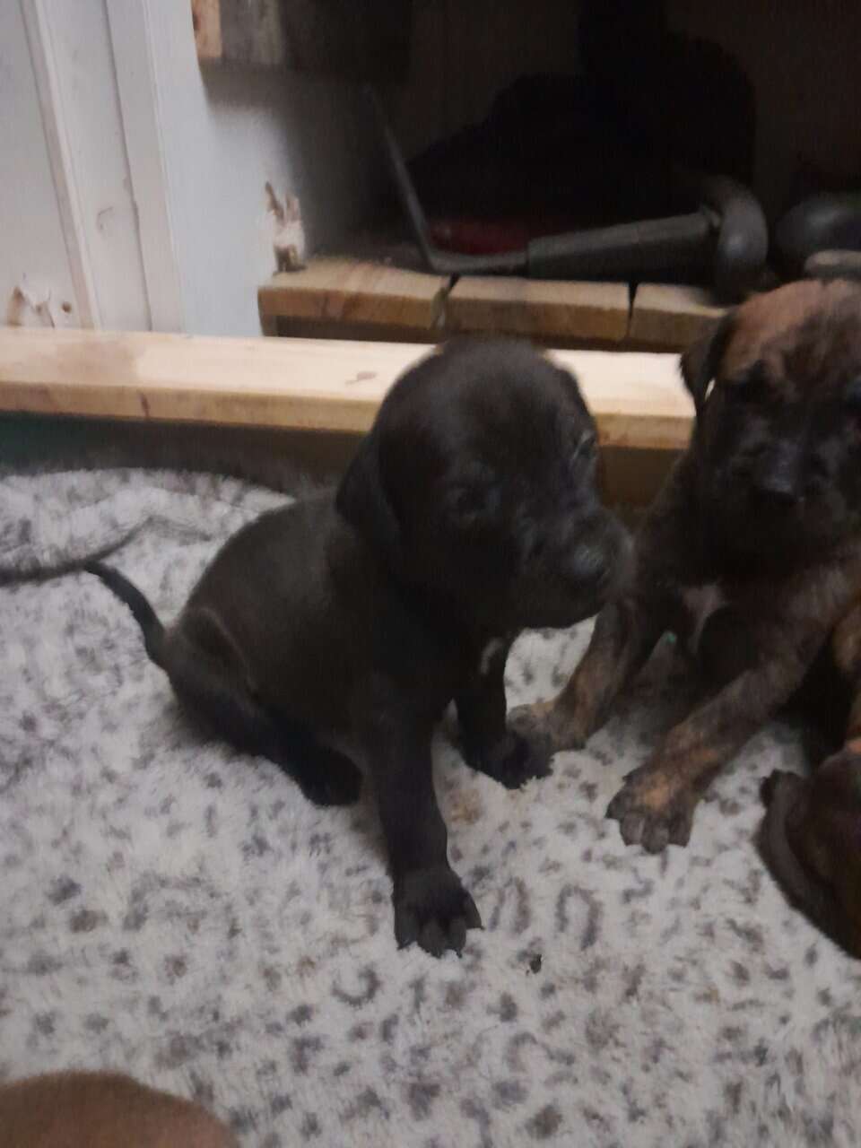 Bull mastiff puppies image 4
