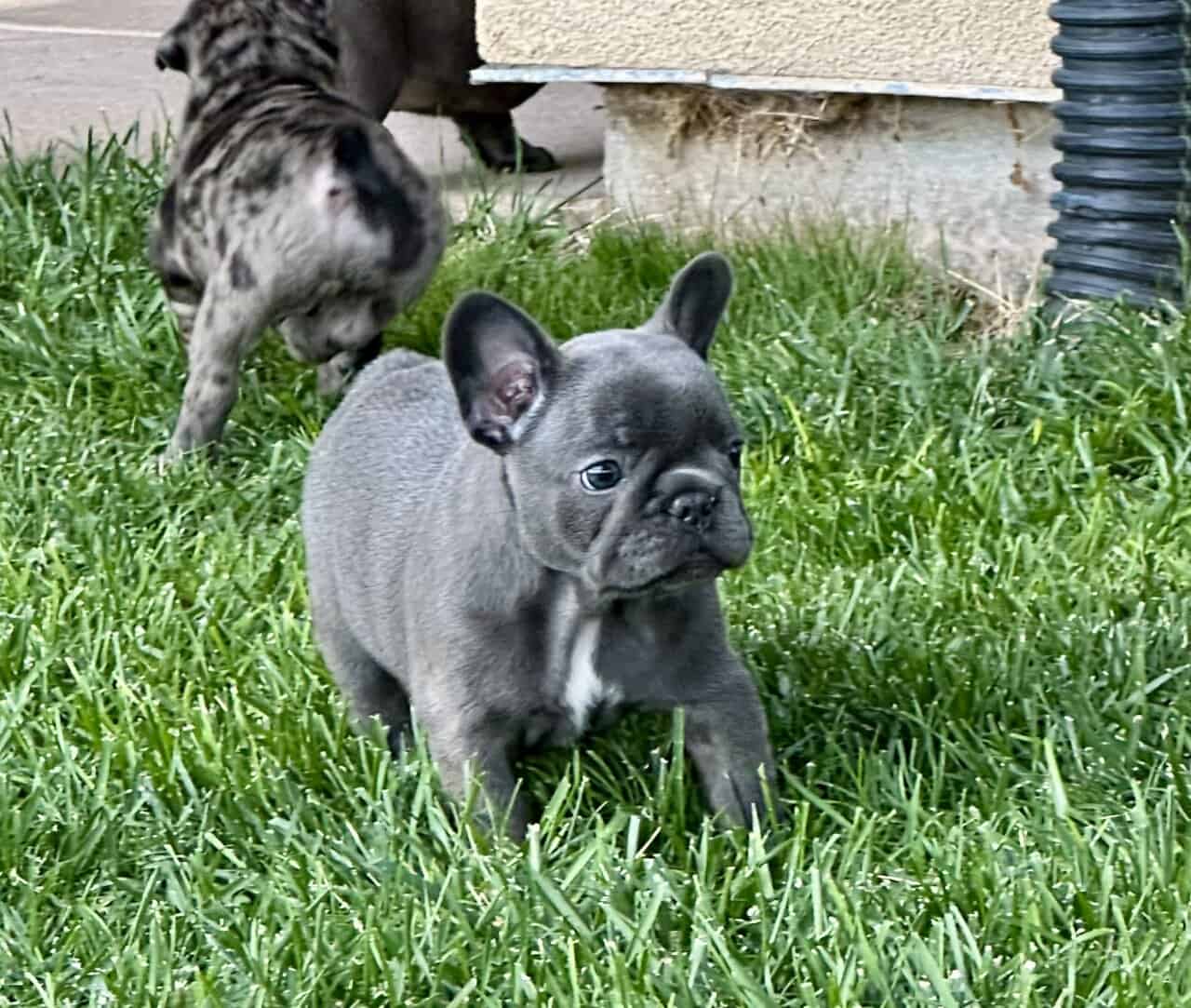 Frenchie image 3