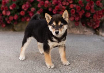 AKC Shiba Inu female pup in Indiana (Mila)