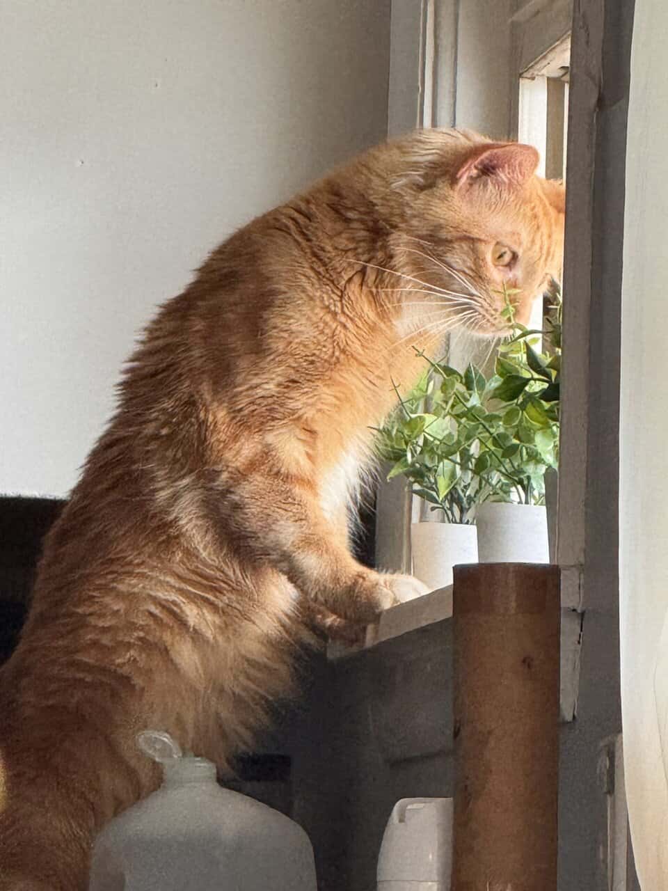 Gato 2años image 1