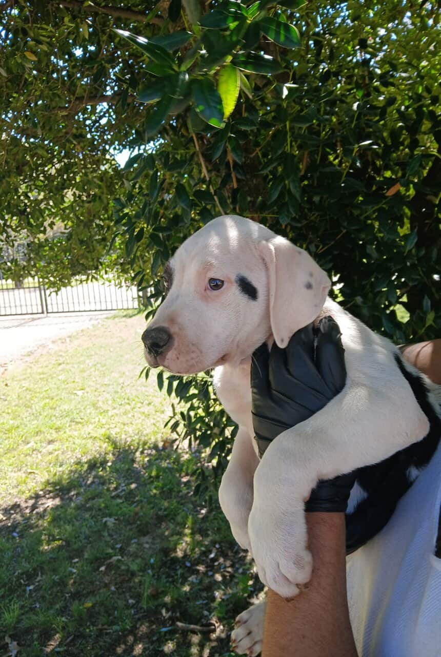 Hulk, American Pit Bull Terrier Puppy image 6