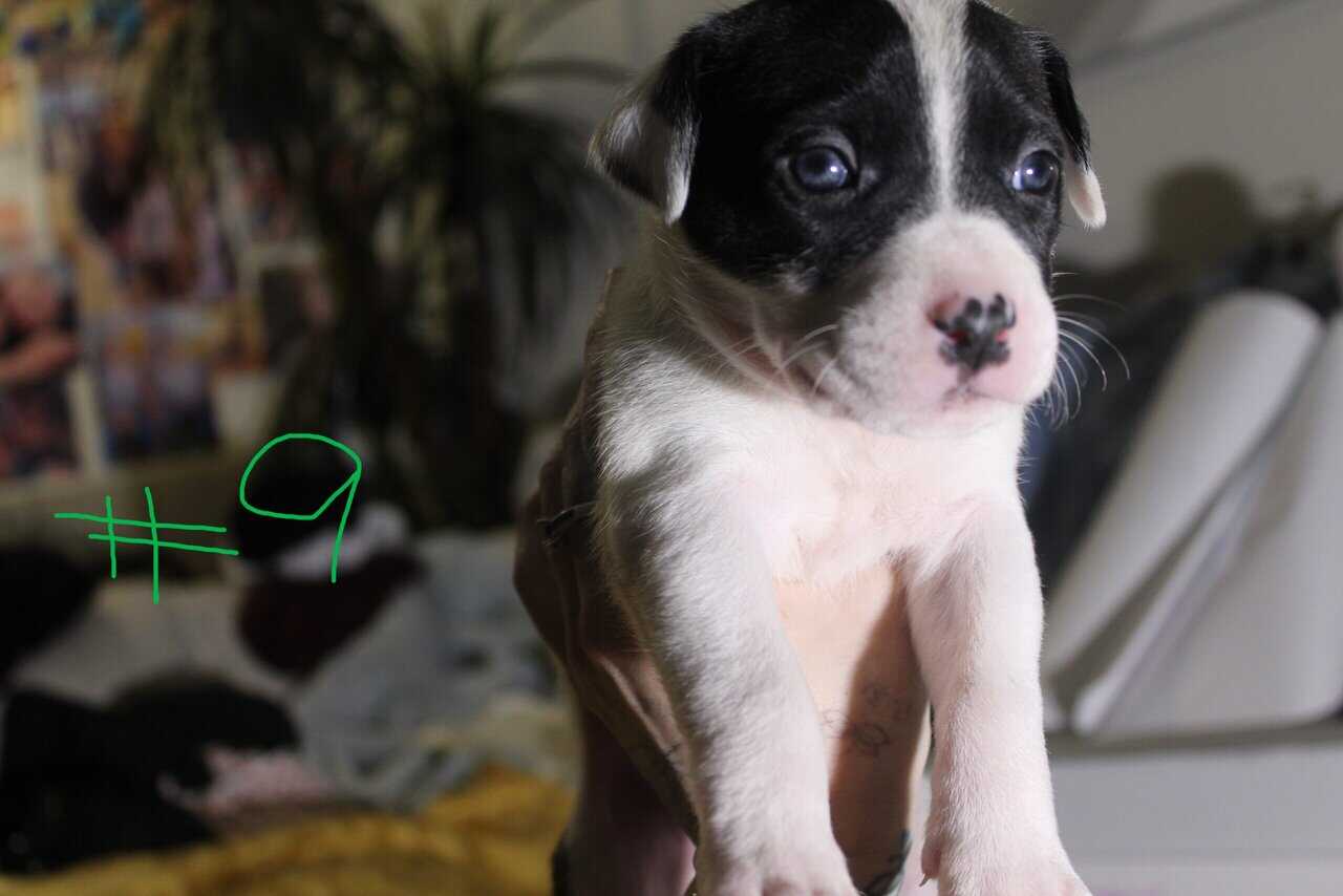 Lab & Pit mix Ready for their fur ever Homes Nov18 image 23