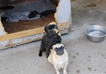 Pug puppies