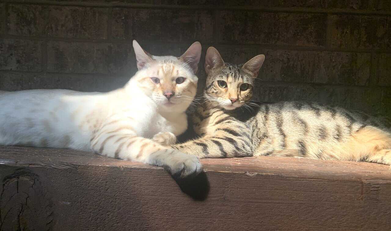 Bengal Kittens image 3