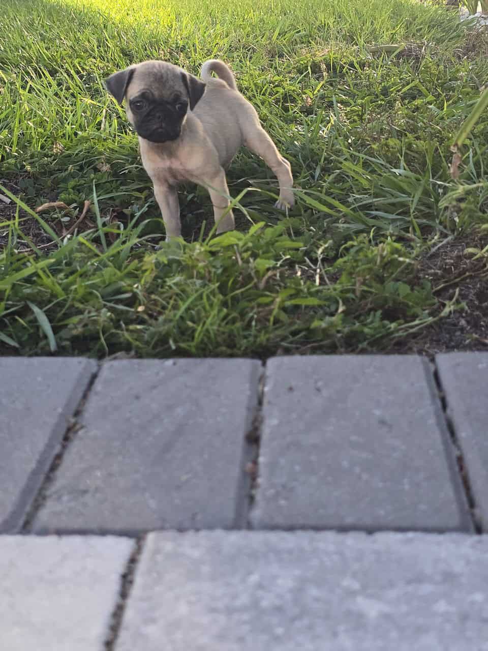 Cute PUG puppies image 3