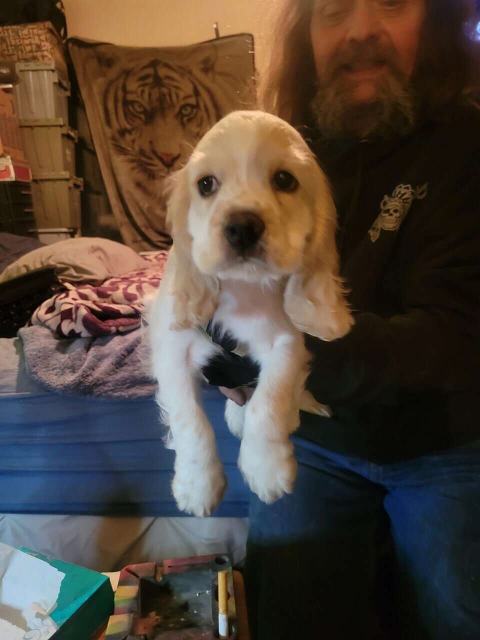 Cocker spaniel puppies image 5