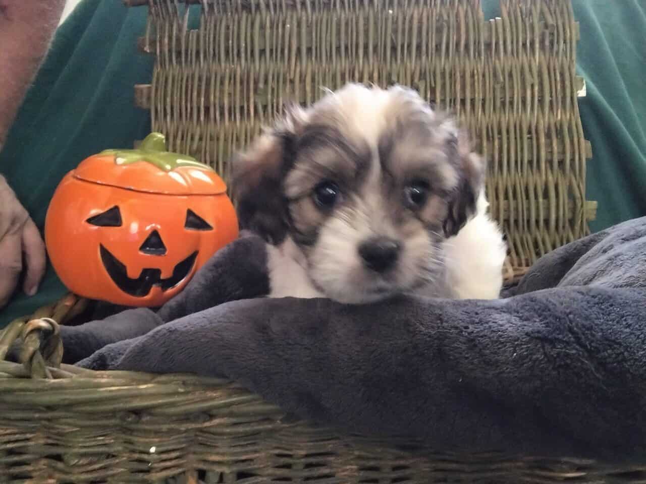 Shih Tzu Puppies image 3