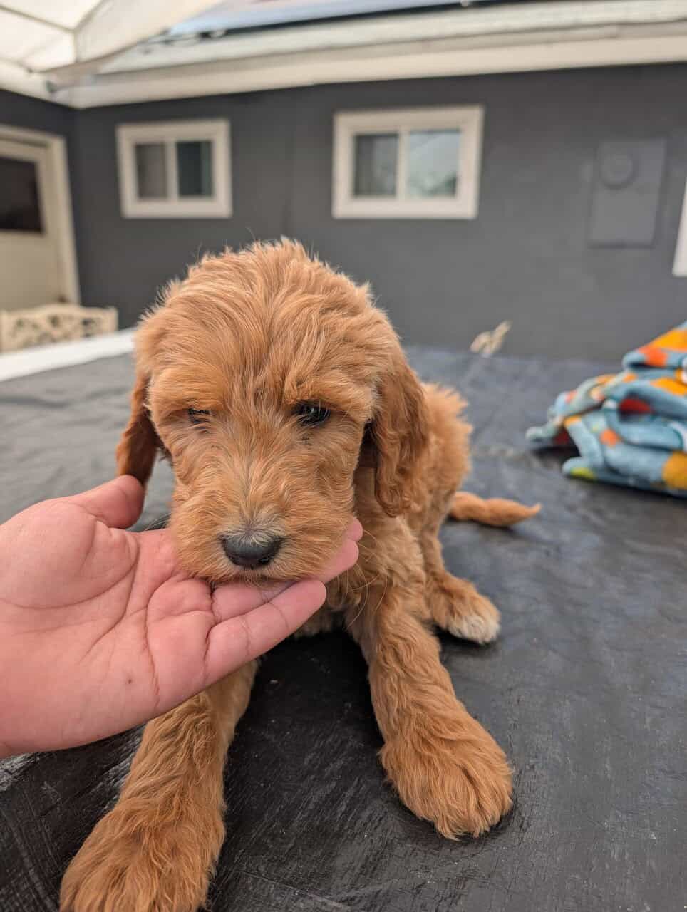 Double doodle puppies image 2