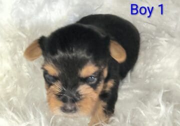 Yorkie puppies (Miami Fl)