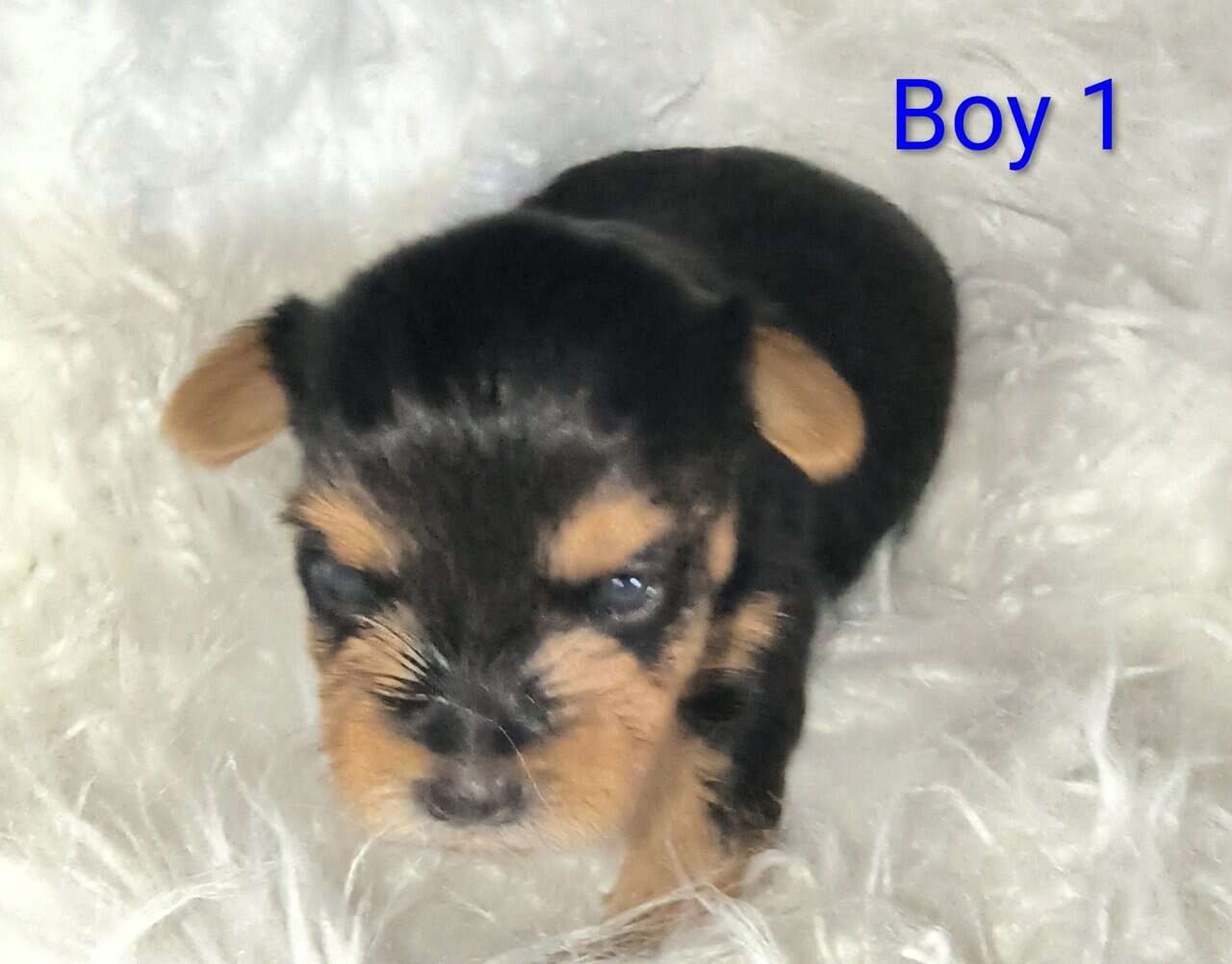 Yorkie puppies (Miami Fl) image 1