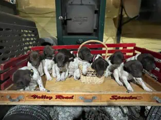 German Shorthaired Pointer puppies