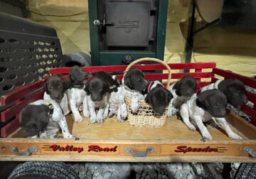 German Shorthaired Pointer puppies