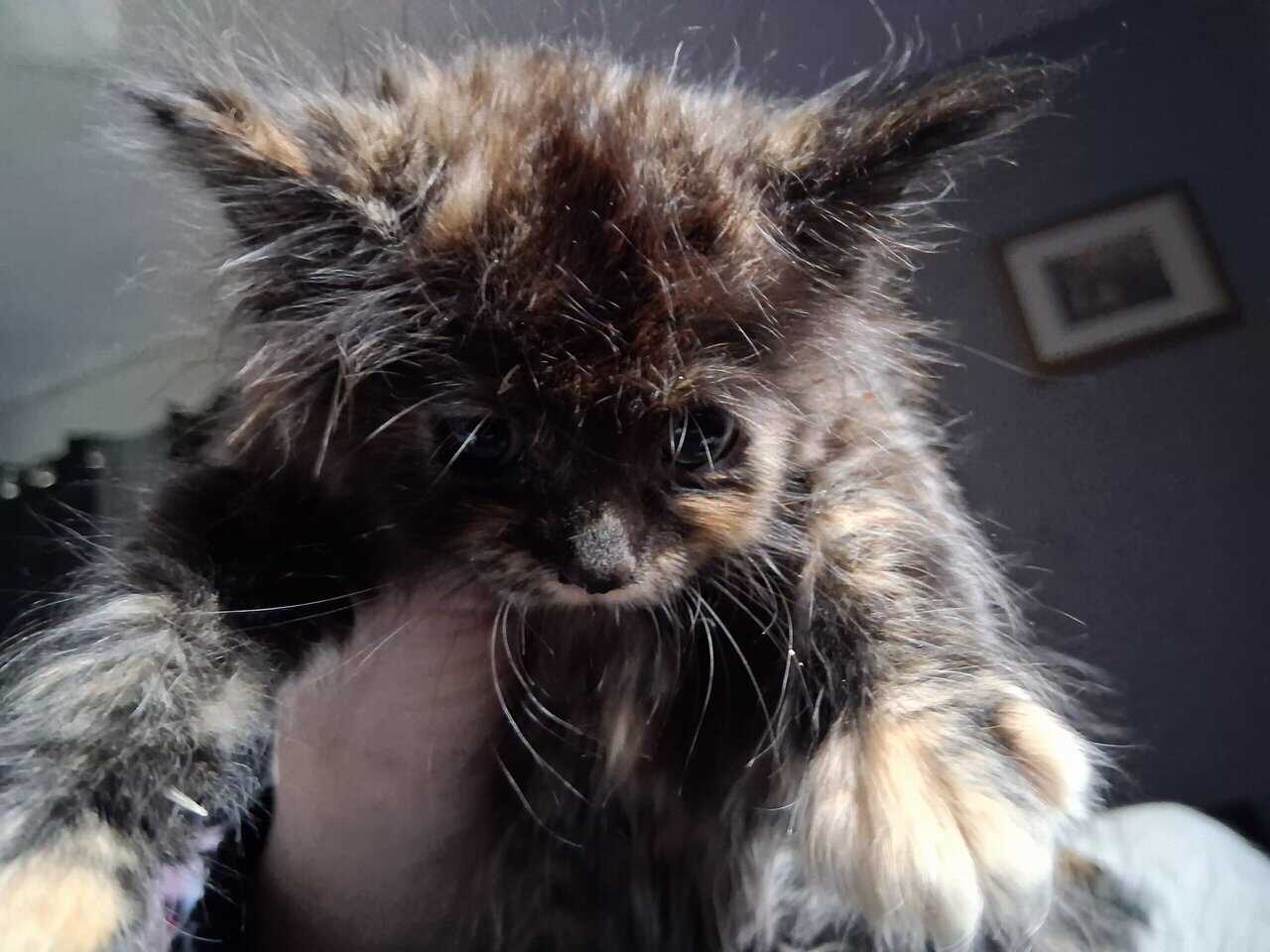 2 maine coon/norwegian forest cat mix kittens 6 wk image 3