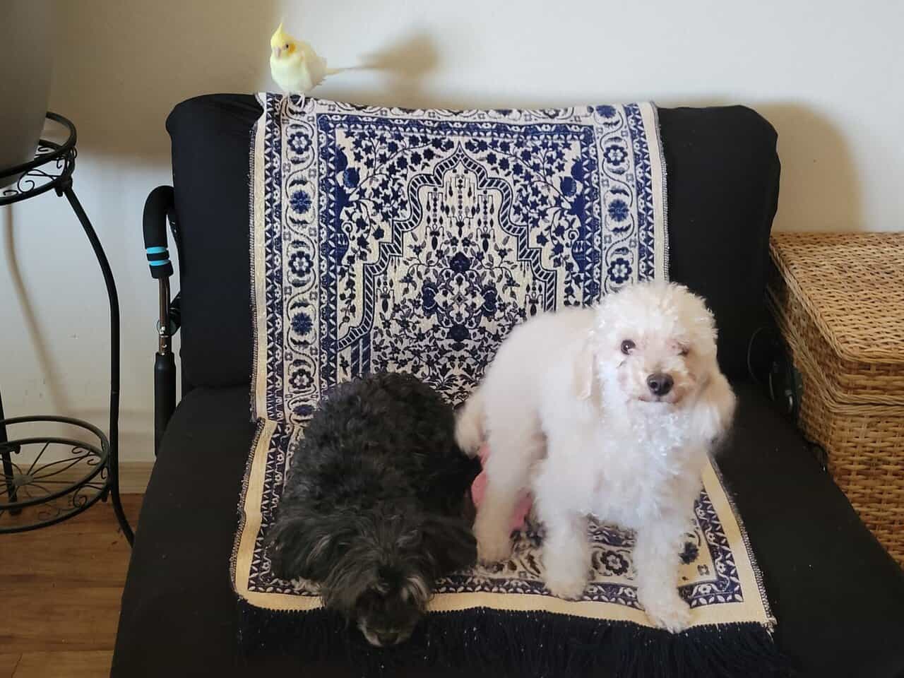 Male toy poodle for adoption image 5