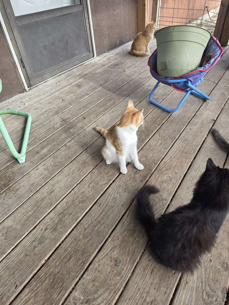 Short and long hair cats image 5