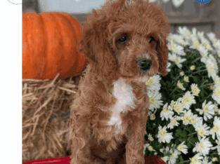 Xander (CavaPoo)