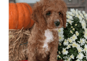 Xander (CavaPoo)