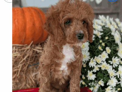 Xander (CavaPoo)