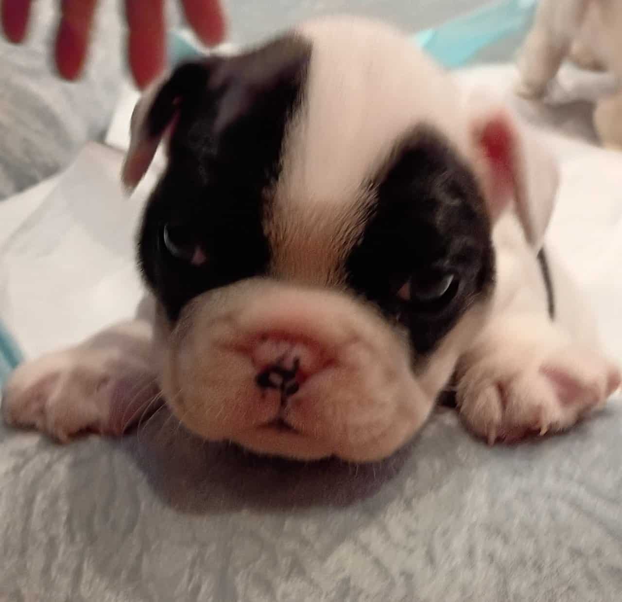 Gorgeous French Bulldog Puppies image 1