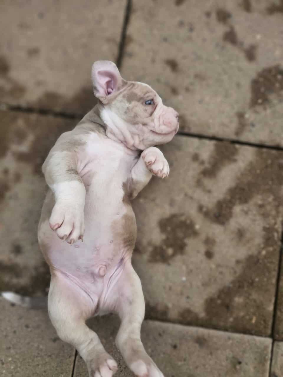 Tri merle French Bulldog/American bulldog image 11