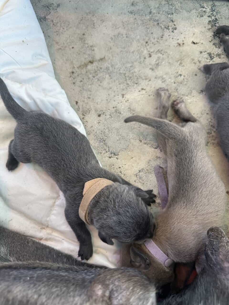 Cane Corso Mix image 13
