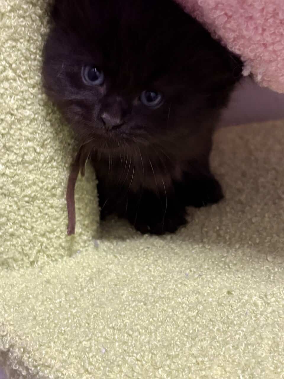 Maine Coon Kittens image 9