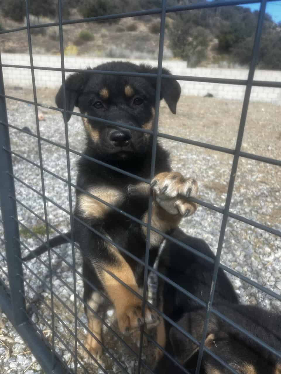 8 puppiess for free image 3