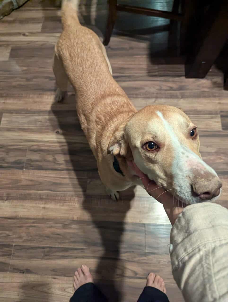 Golden retriever/Australian shepherd mix image 2