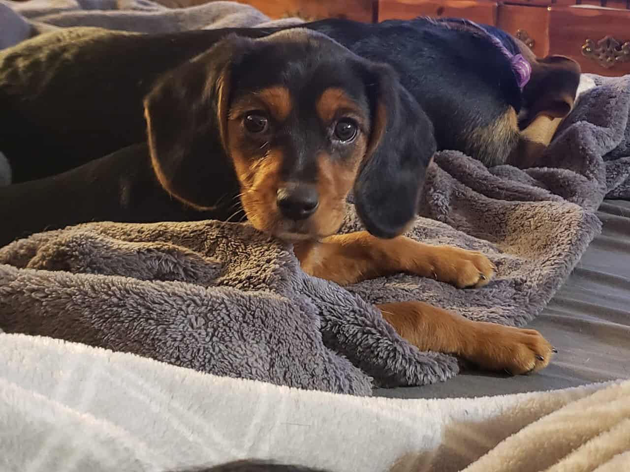 Beaglier female puppy image 1