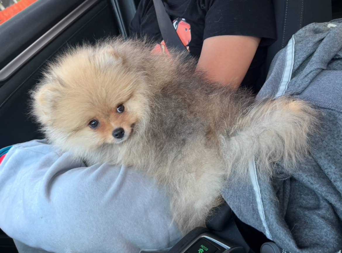 Pomeranians For Sale image 9