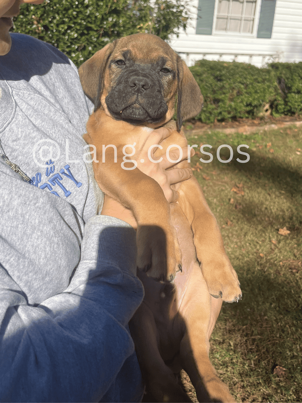 Cane corso puppies for sale image 4