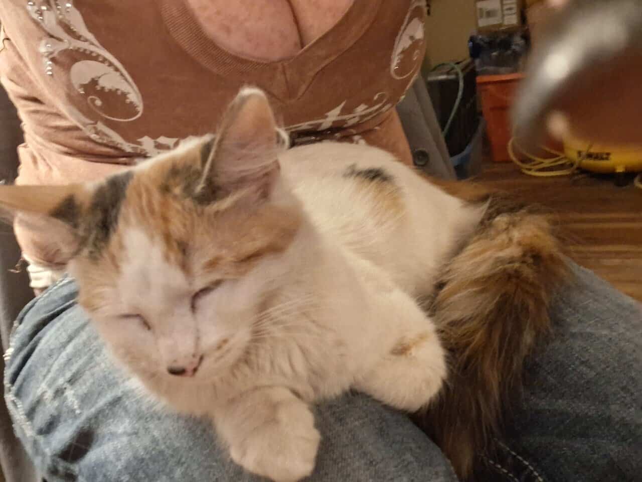 12 wk female calico fixed,vaccinated, dewormed,def image 8