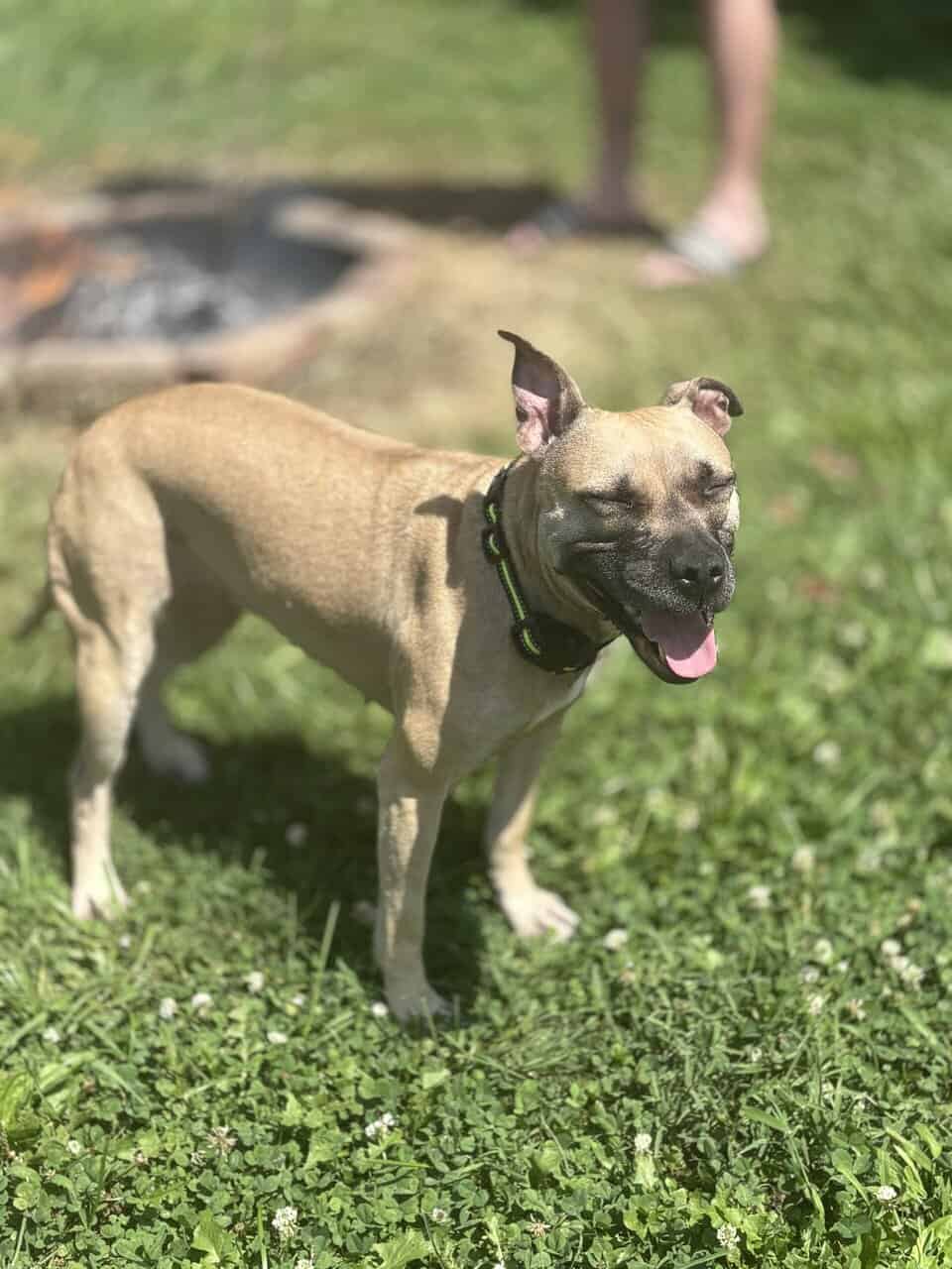 3-year-old dog, Aurora, for rehoming image 1